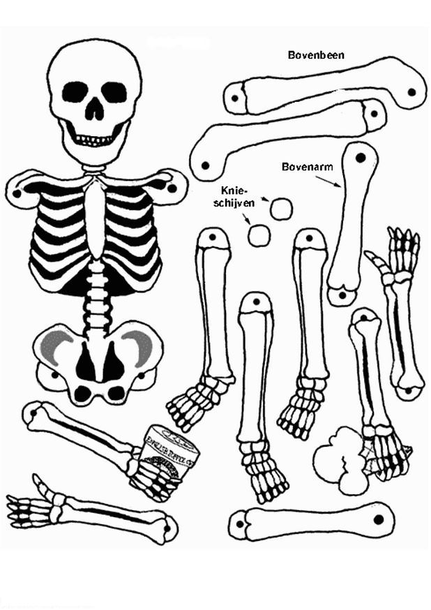 Human Skeleton Body Coloring Page