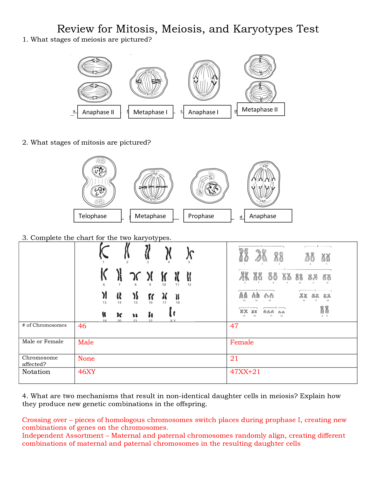 18 Best Images of Mitosis Worksheet Answer Key Chart - Cell Cycle and