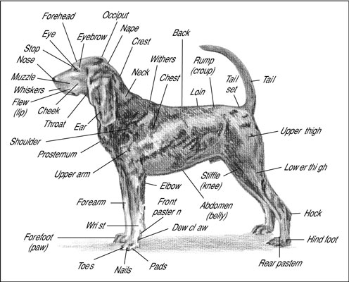 Anatomy of Canine Dogs Pictures