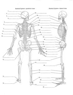 Blank Skeletal System Diagram Quiz