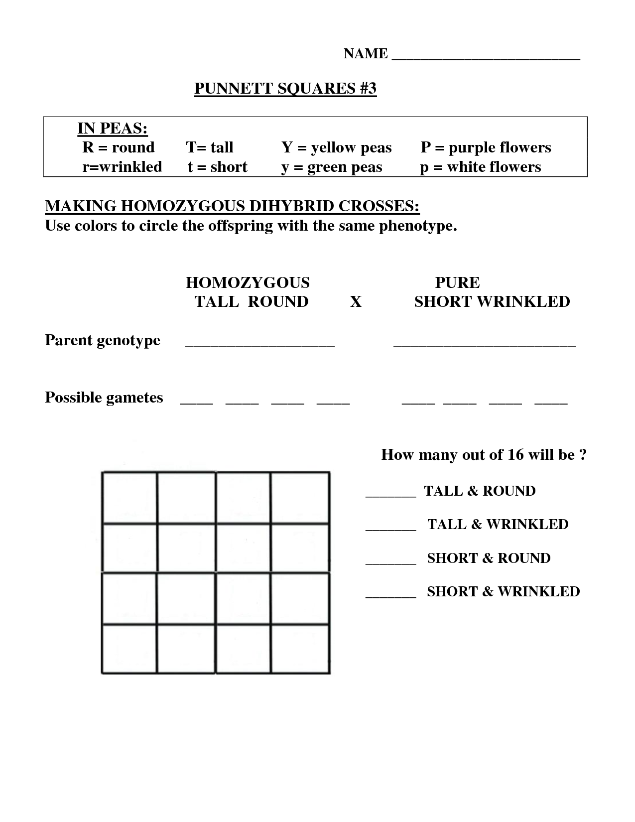 Punnett Square Practice Worksheet Answers