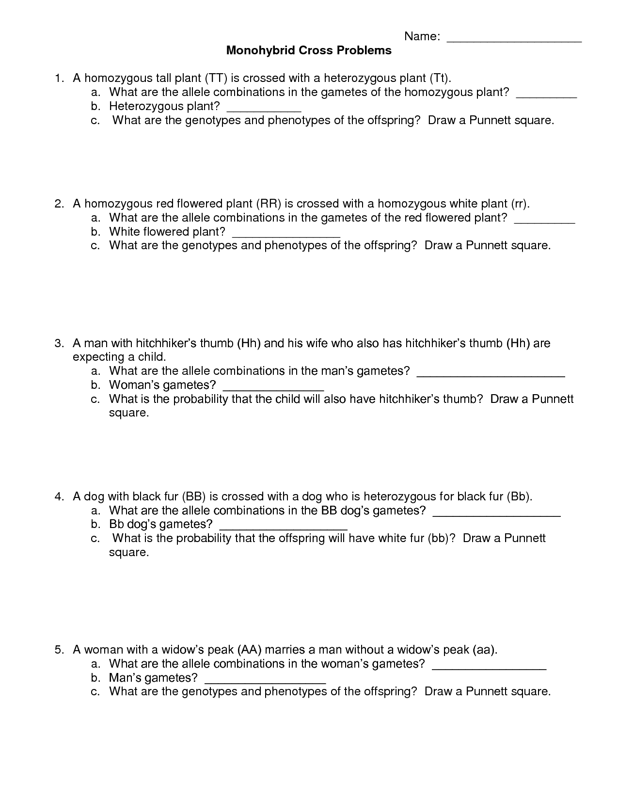 15-best-images-of-dihybrid-cross-worksheet-answers-dihybrid-cross-worksheet-answer-key