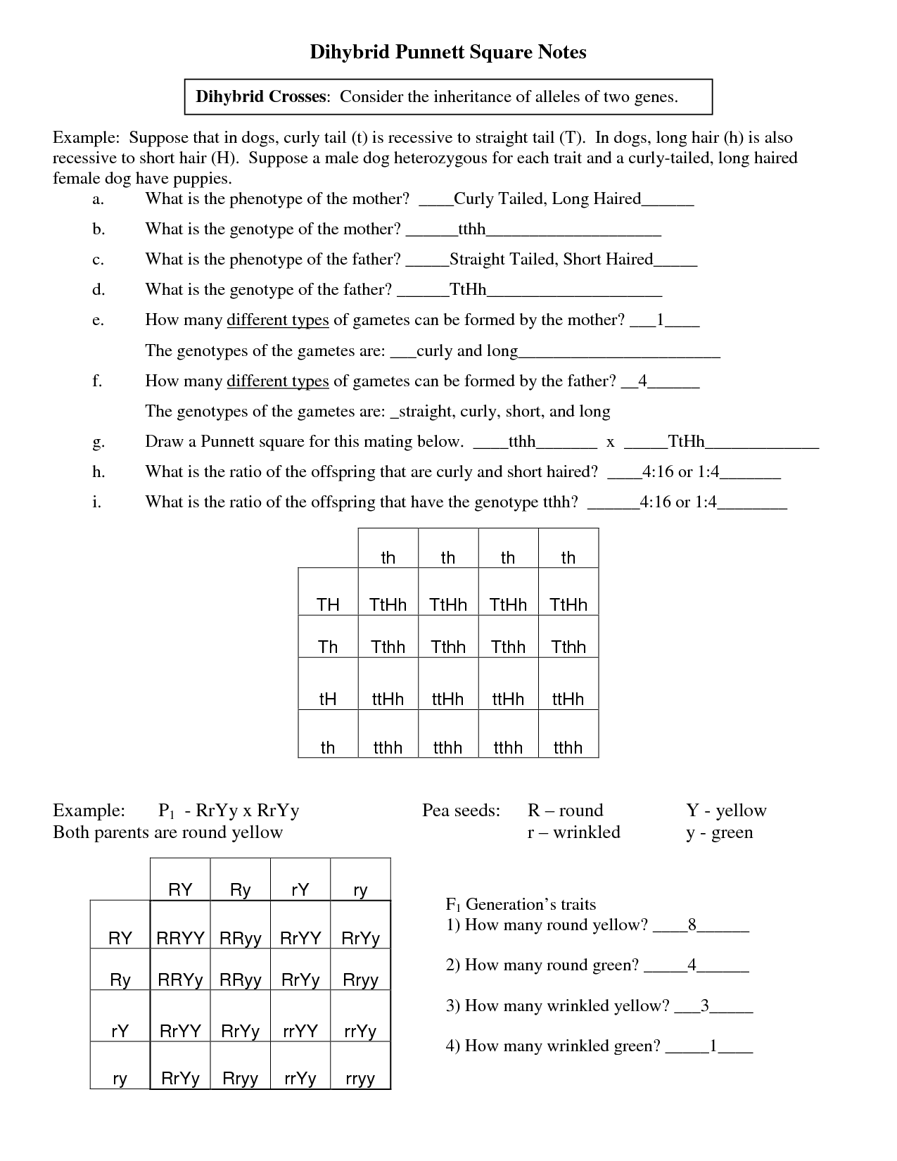 15 Best Images of Dihybrid Cross Worksheet Answers - Dihybrid Cross