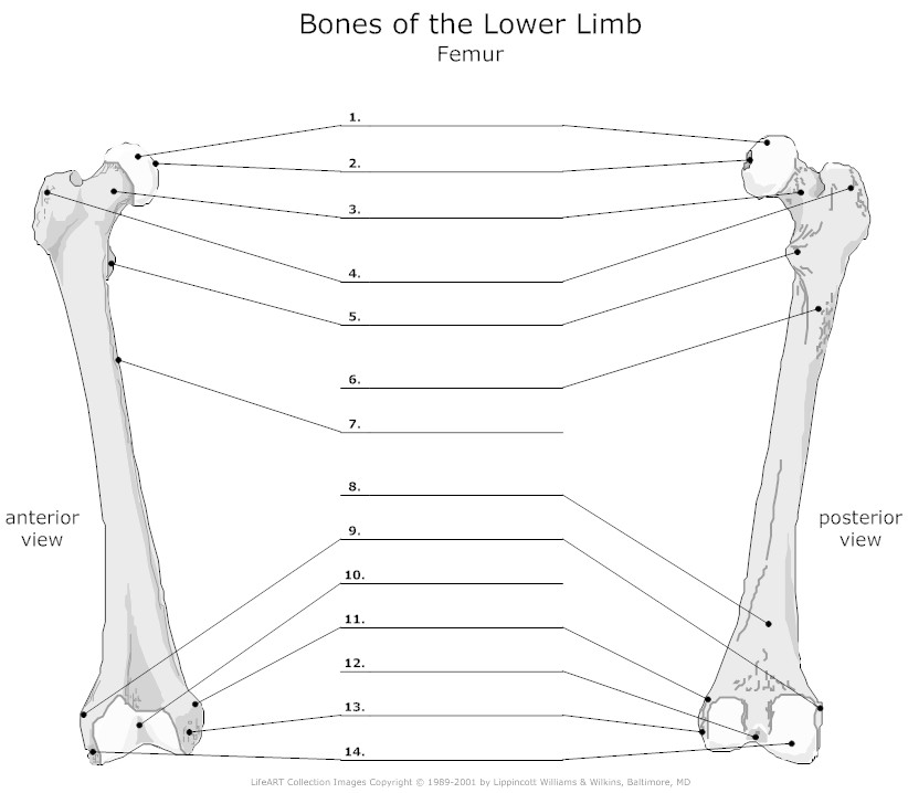 Femur Bone Diagram Unlabeled