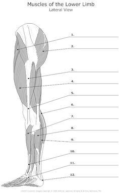 Leg Muscle Worksheet