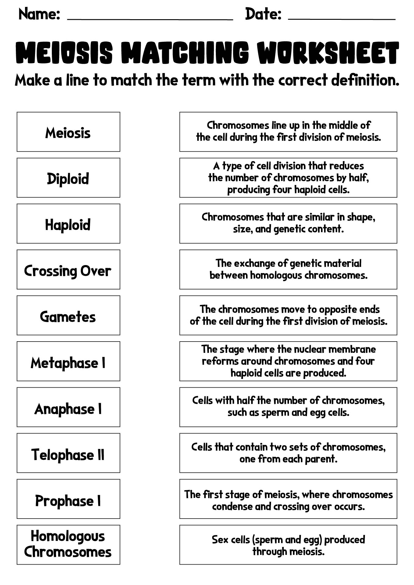 meiosis-1-and-2-worksheet-answers-kayra-excel