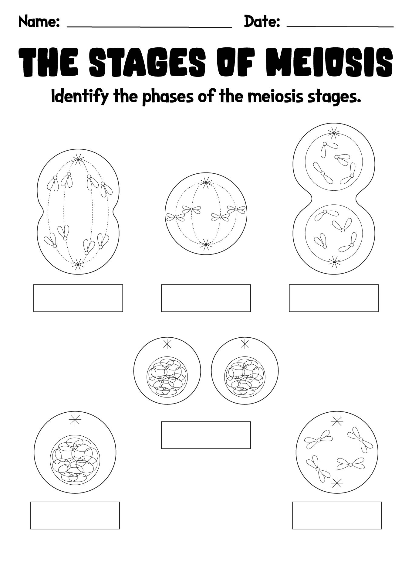 15-best-images-of-phases-of-meiosis-worksheet-meiosis-stages