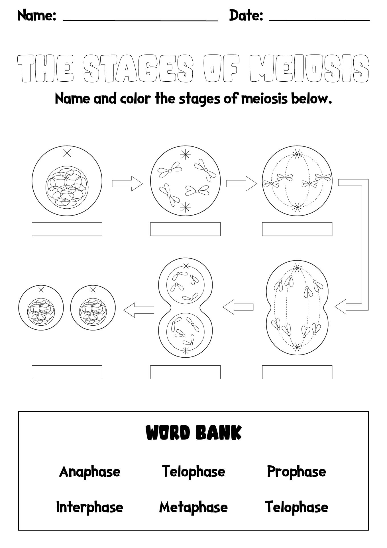 15 Best Images of Phases Of Meiosis Worksheet  Meiosis Stages Worksheet, Meiosis Stages 