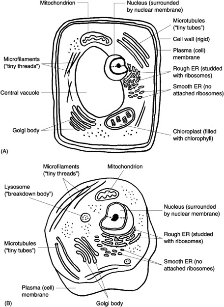 Animal Cell Coloring Worksheet