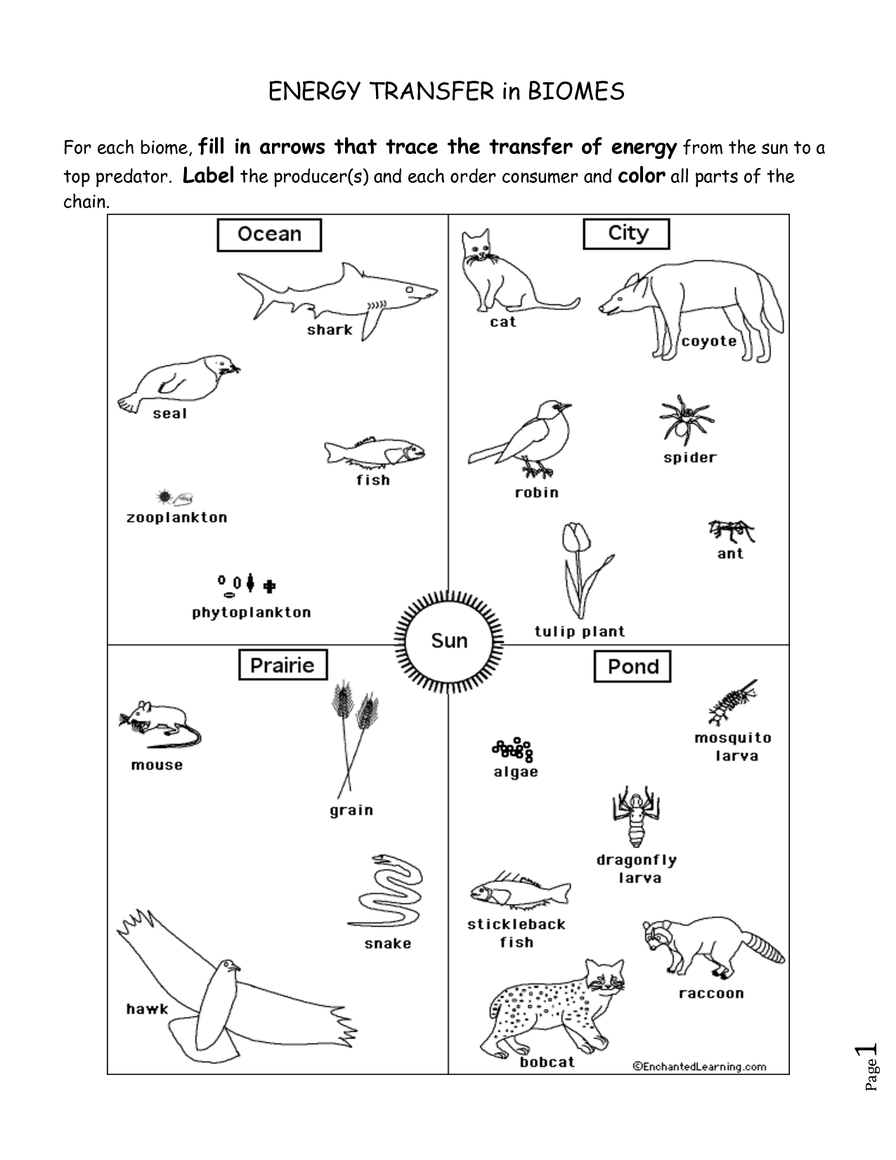 Food Chains And Webs Worksheet