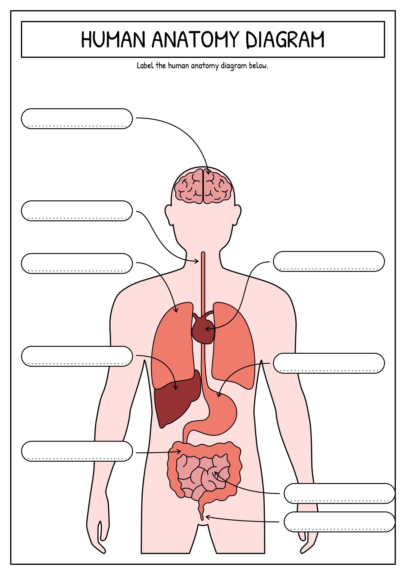 anatomy-practice-worksheets-anatomy-bones-physiology-anatomy-gambaran