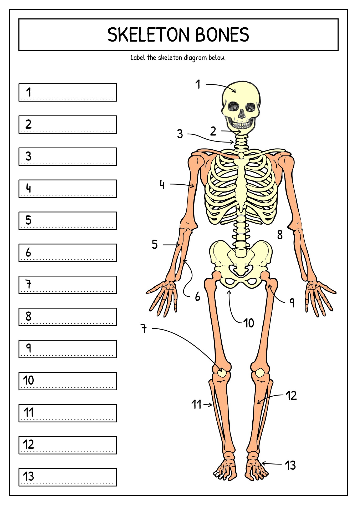 15 Best Images of Printable Bone Worksheets Skull Bones Unlabeled