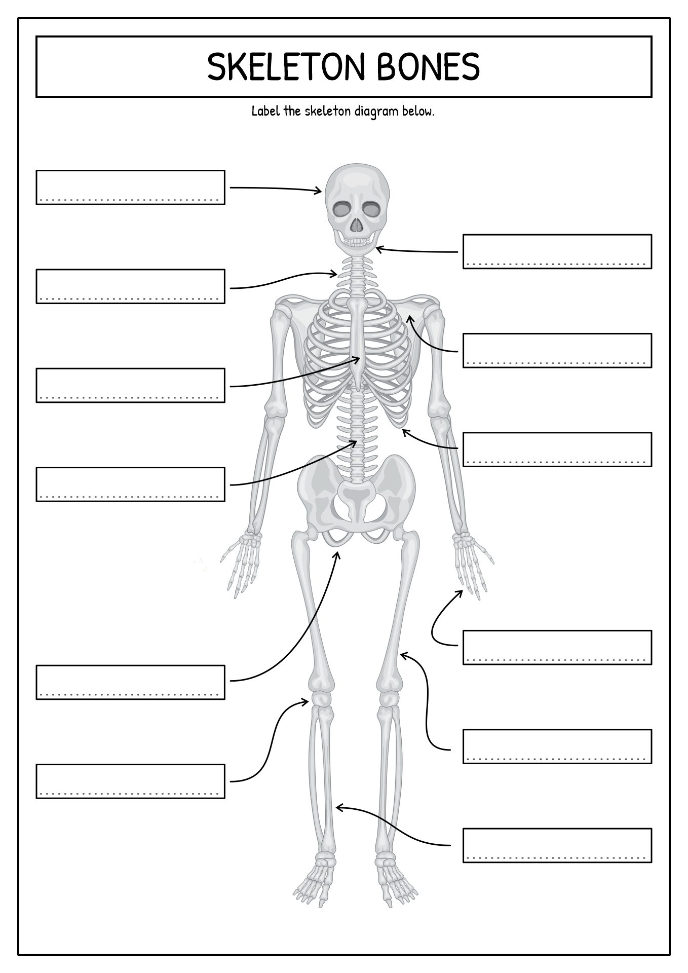 15 Best Images of Printable Bone Worksheets - Skull Bones ...