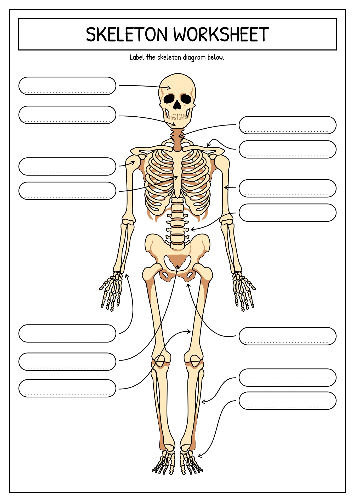 15-best-images-of-printable-bone-worksheets-skull-bones-unlabeled