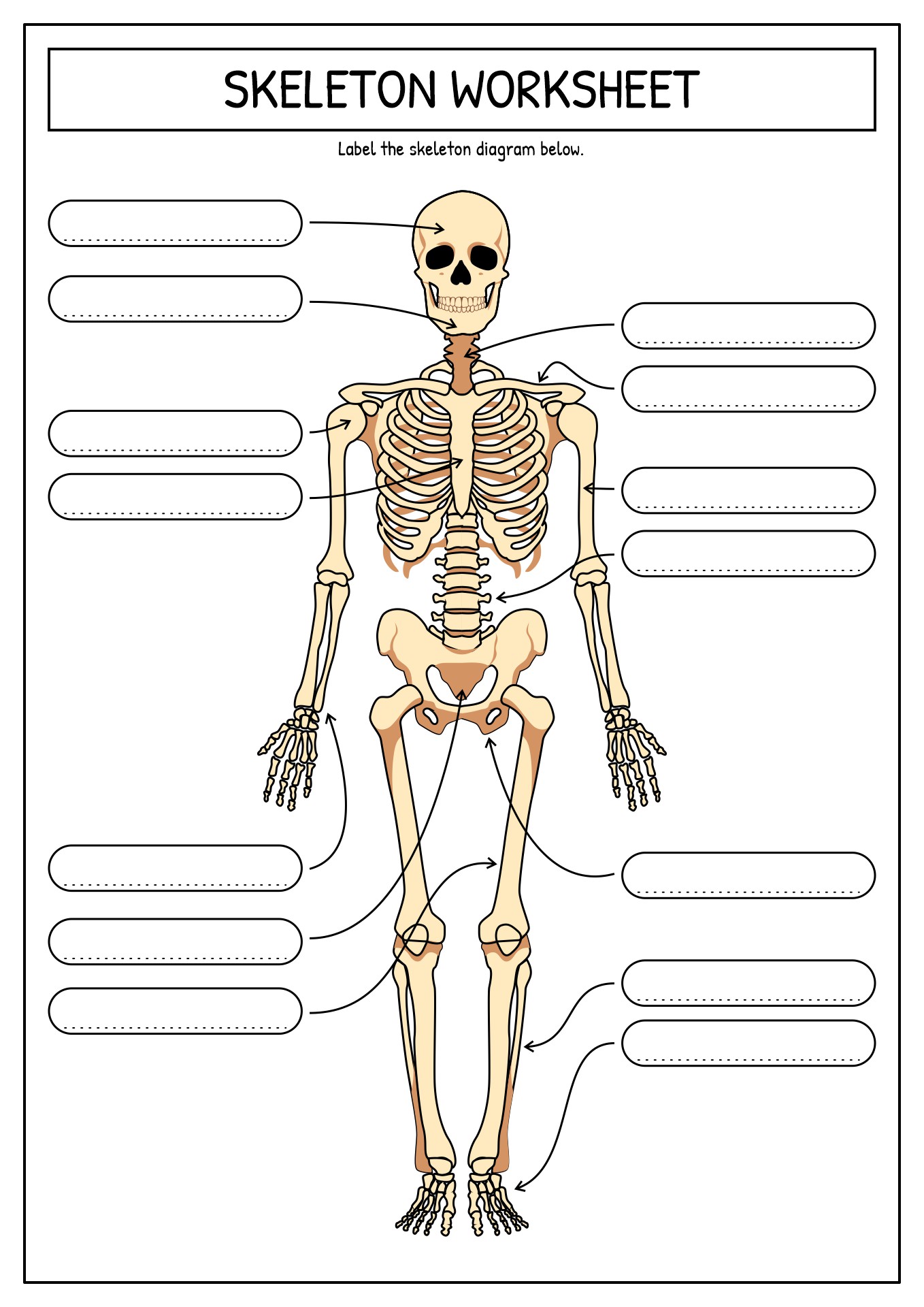 15 Best Images Of Printable Bone Worksheets Skull Bones Unlabeled