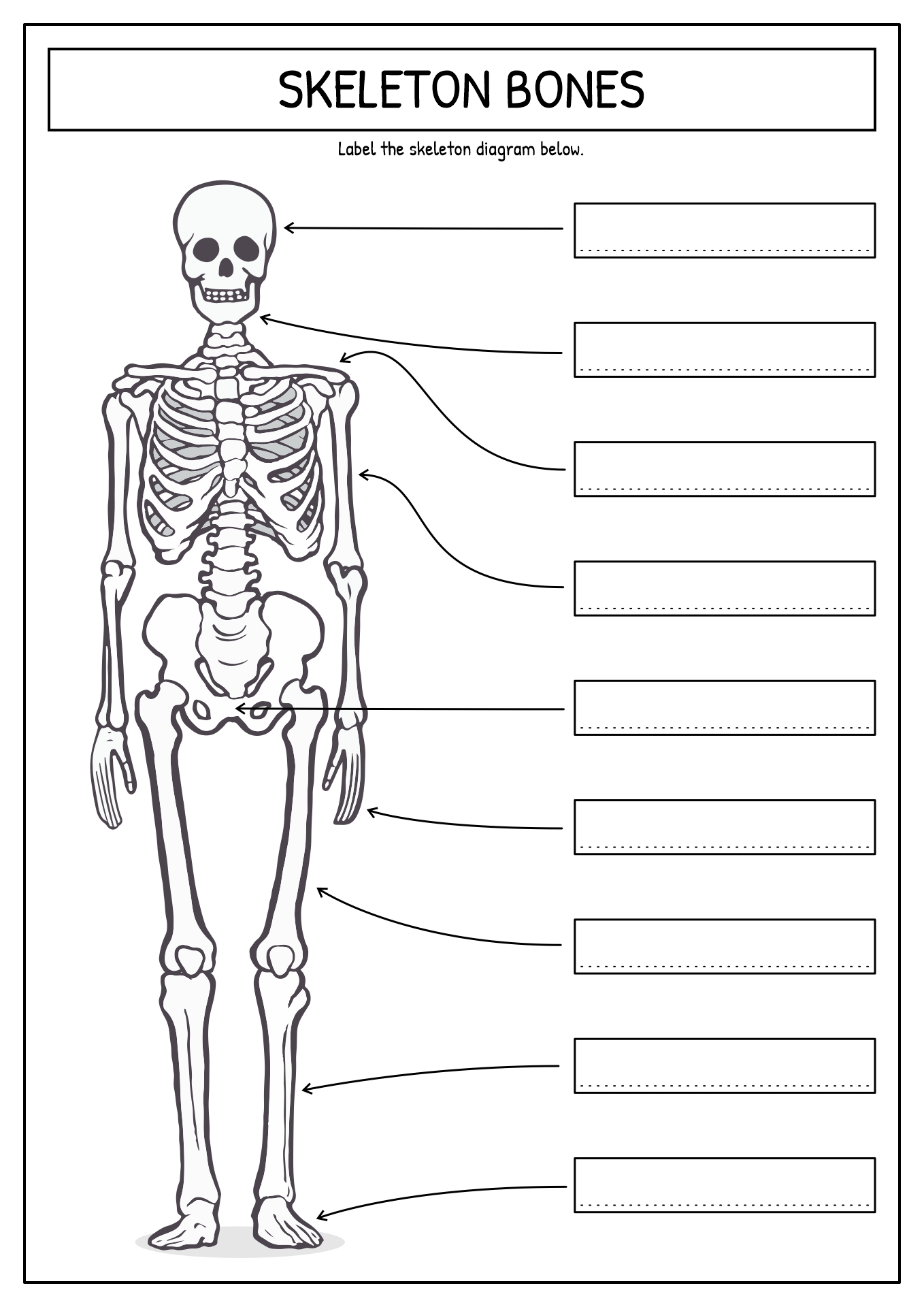 Printable Skeleton Labeling Worksheet 