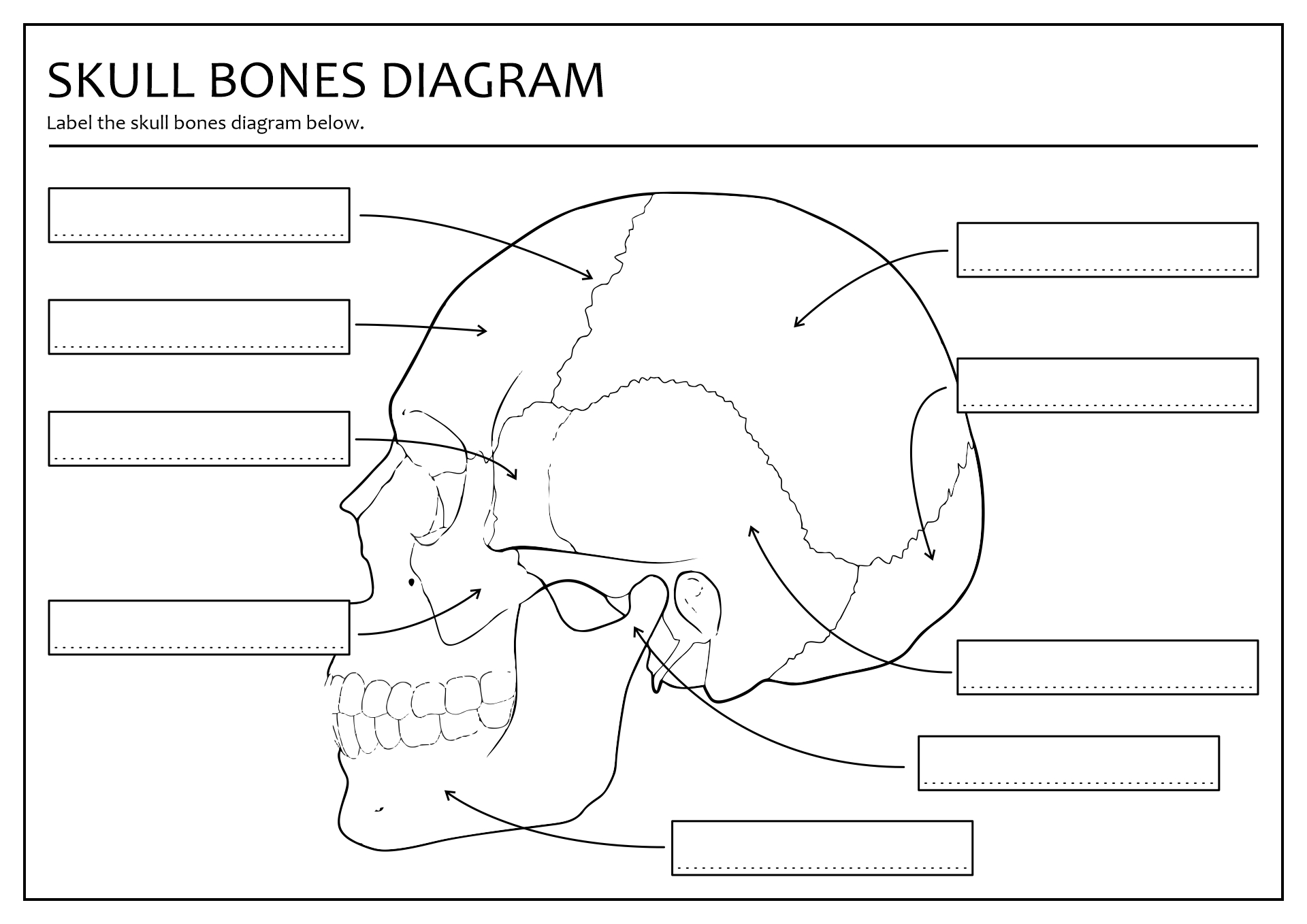 15 Best Images of Printable Bone Worksheets Skull Bones Unlabeled