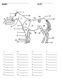 Blank Horse Parts Worksheet