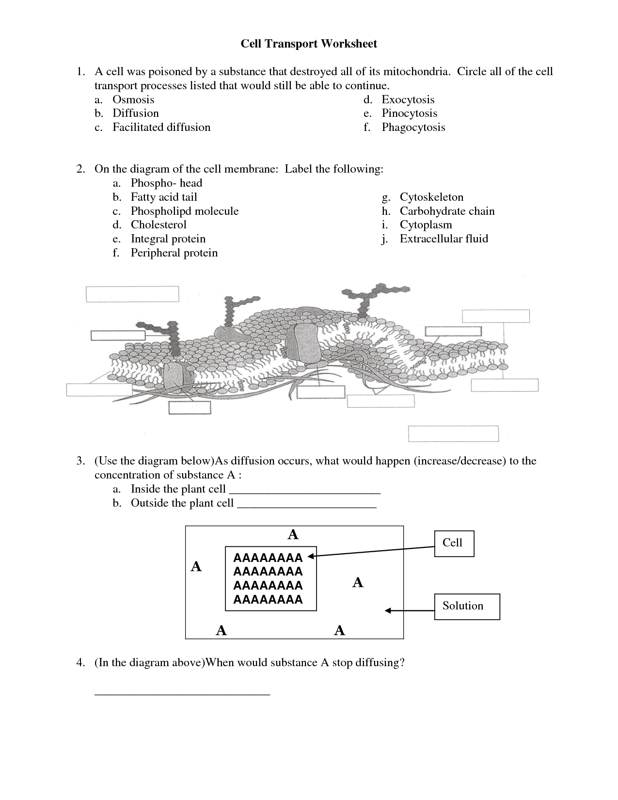 Cell Organelles Worksheet Answers