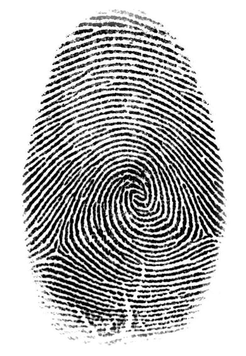 14 Best Images of Hair Evidence Worksheet Activity - Forensic Science