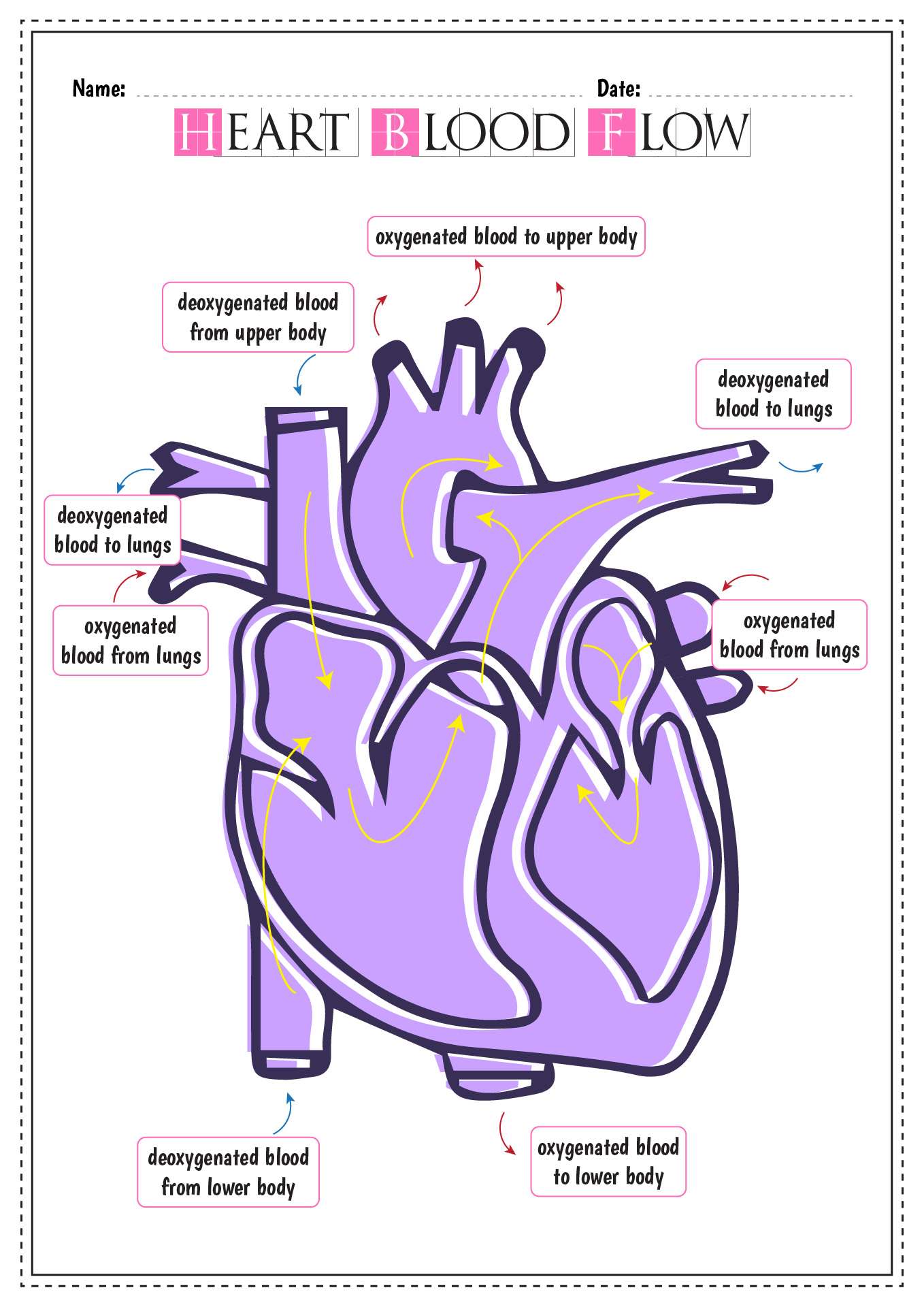 human-anatomy-blood-circulation-system