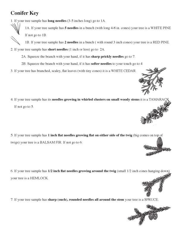 10 Best Images of Dichotomous Key Worksheets Answers Fish Dichotomous
