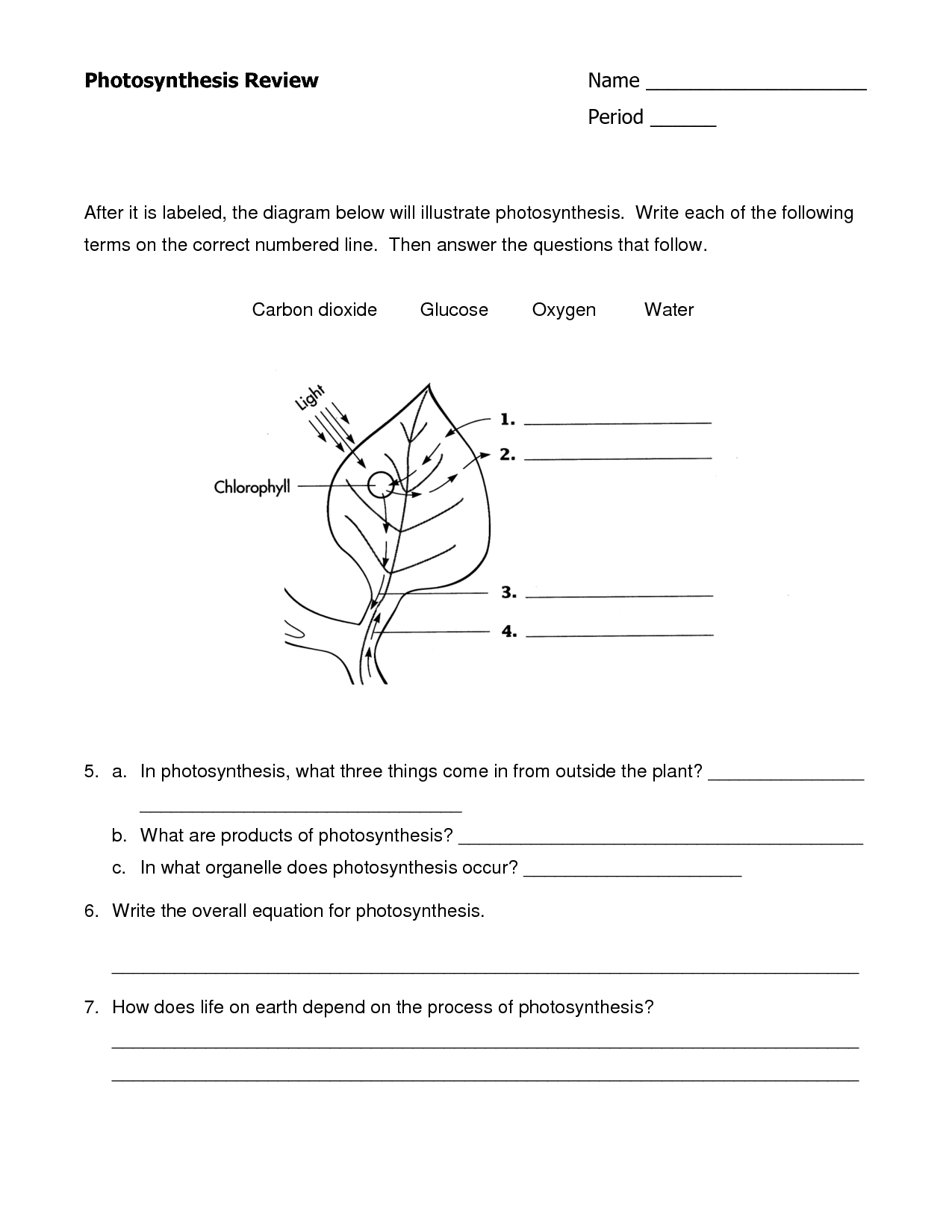 Photosynthesis Diagrams Worksheet Answers