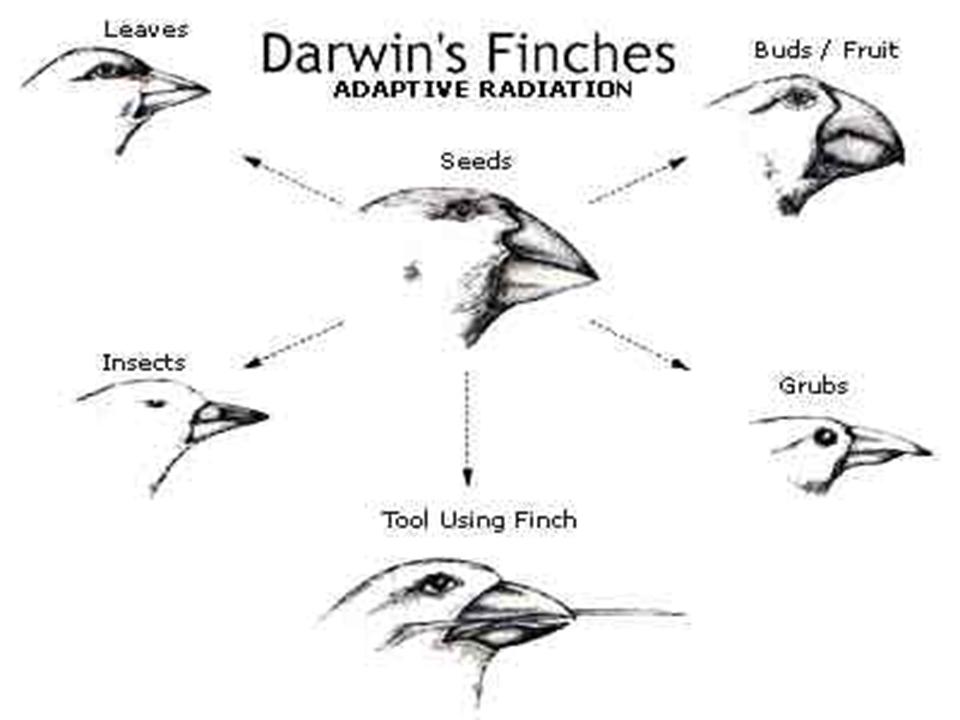 Darwin Natural Selection Worksheet