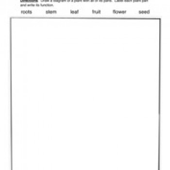 Have Fun Teaching Parts of a Plant Worksheet