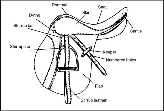 Horse Bridle Parts Diagram Sketch Coloring Page