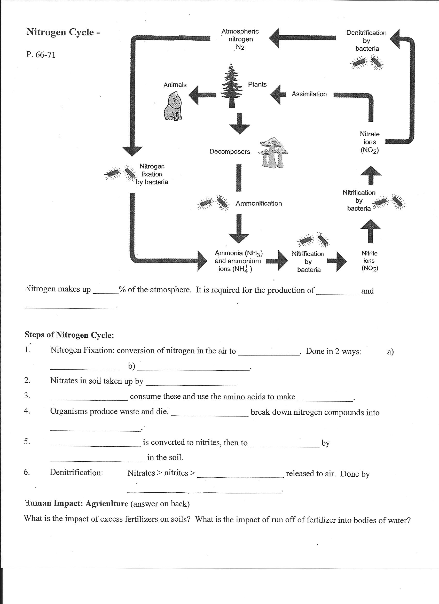 Nitrogen Cycle Worksheet