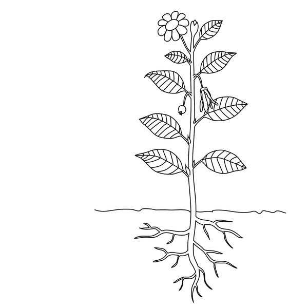 14 Best Images of Leaf Labeling Worksheet - Dichotomous Key Worksheets