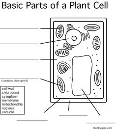 Plant Cell Worksheet 5th Grade
