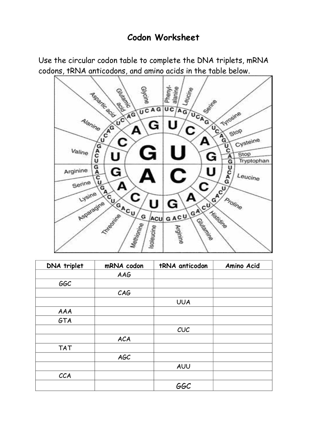 16 Best Images of Amino Acid Codon Worksheet Answers - Amino Acid Codon