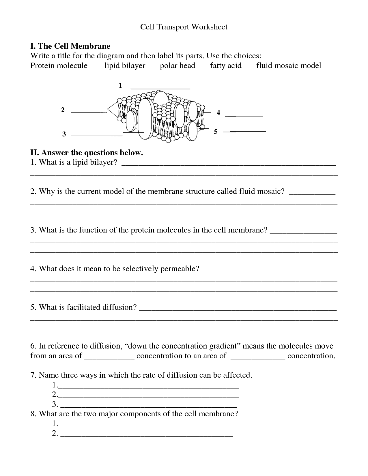 Cell Membrane Coloring Worksheet Answers