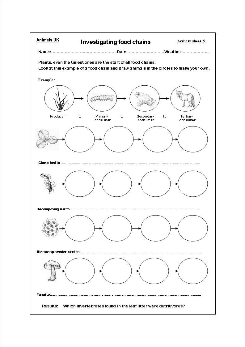 Food Chain Worksheets Free