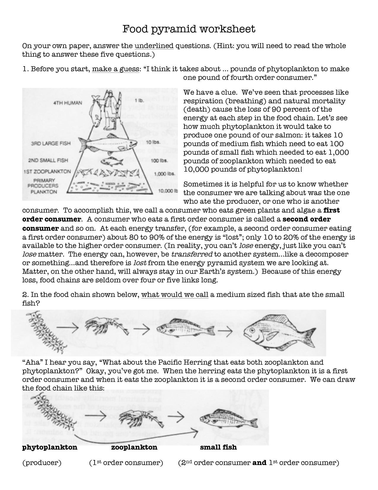 12-best-images-of-food-chain-pyramid-worksheet-food-web-energy-pyramid-worksheet-food-chain