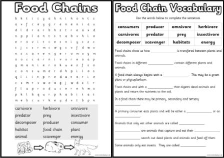  Printable Food Chain Worksheets