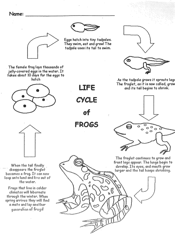 life-cycle-of-a-frog-printable-worksheet-cycle-for-kids-frogs