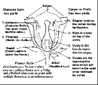 Male and Female Flower Parts with Diagram