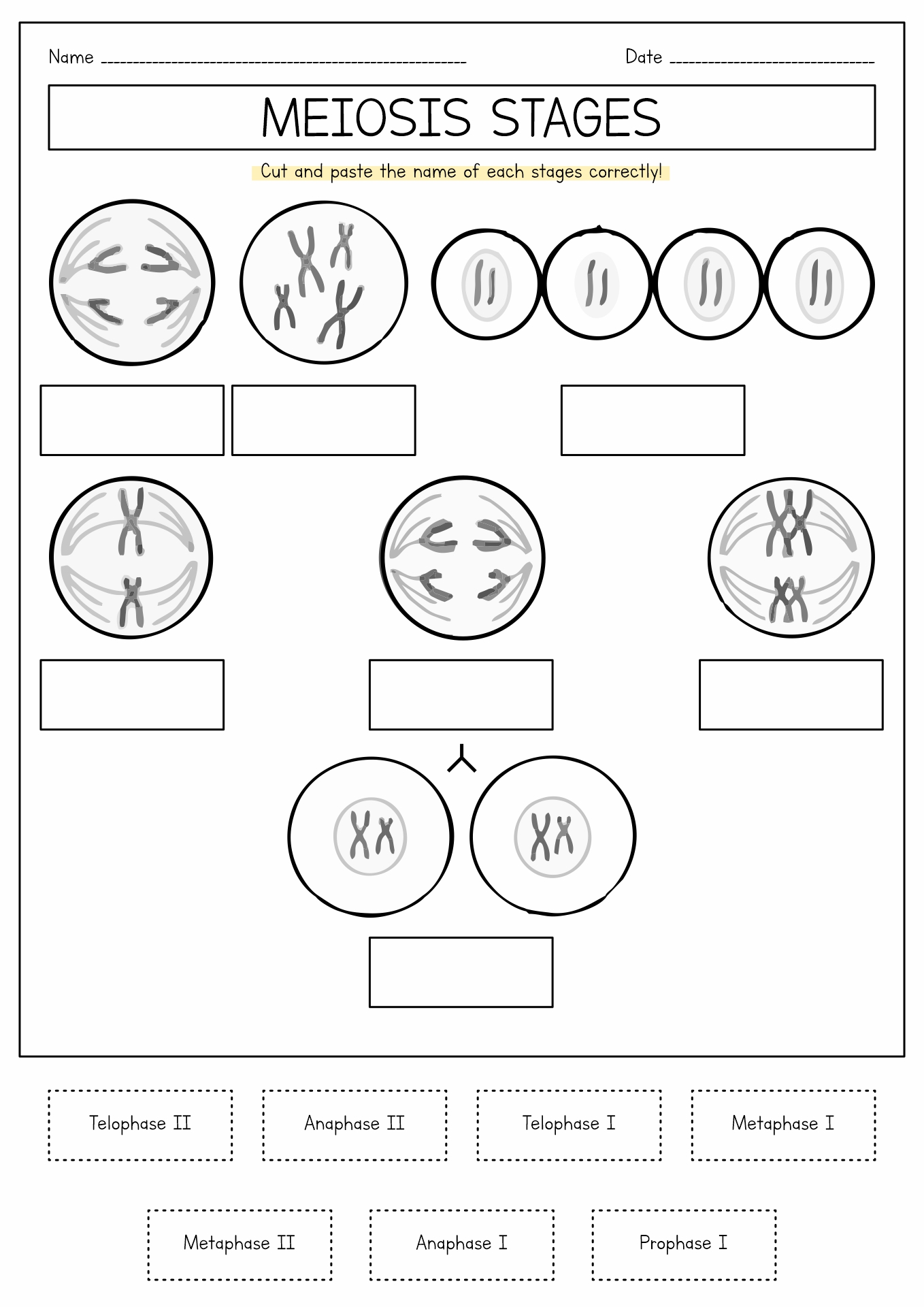 16 Best Images of Meiosis Diagram Worksheet  Meiosis Stages Worksheet, Meiosis Coloring 