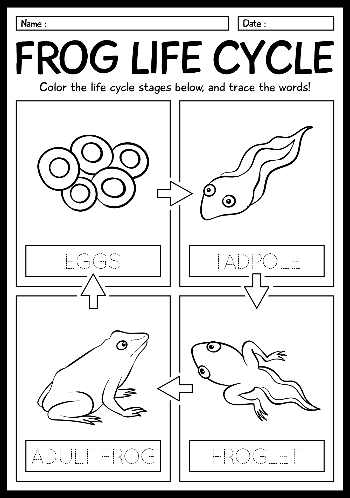 12 Best Images Of 1st Grade Life Science Worksheets Frog Life Cycle