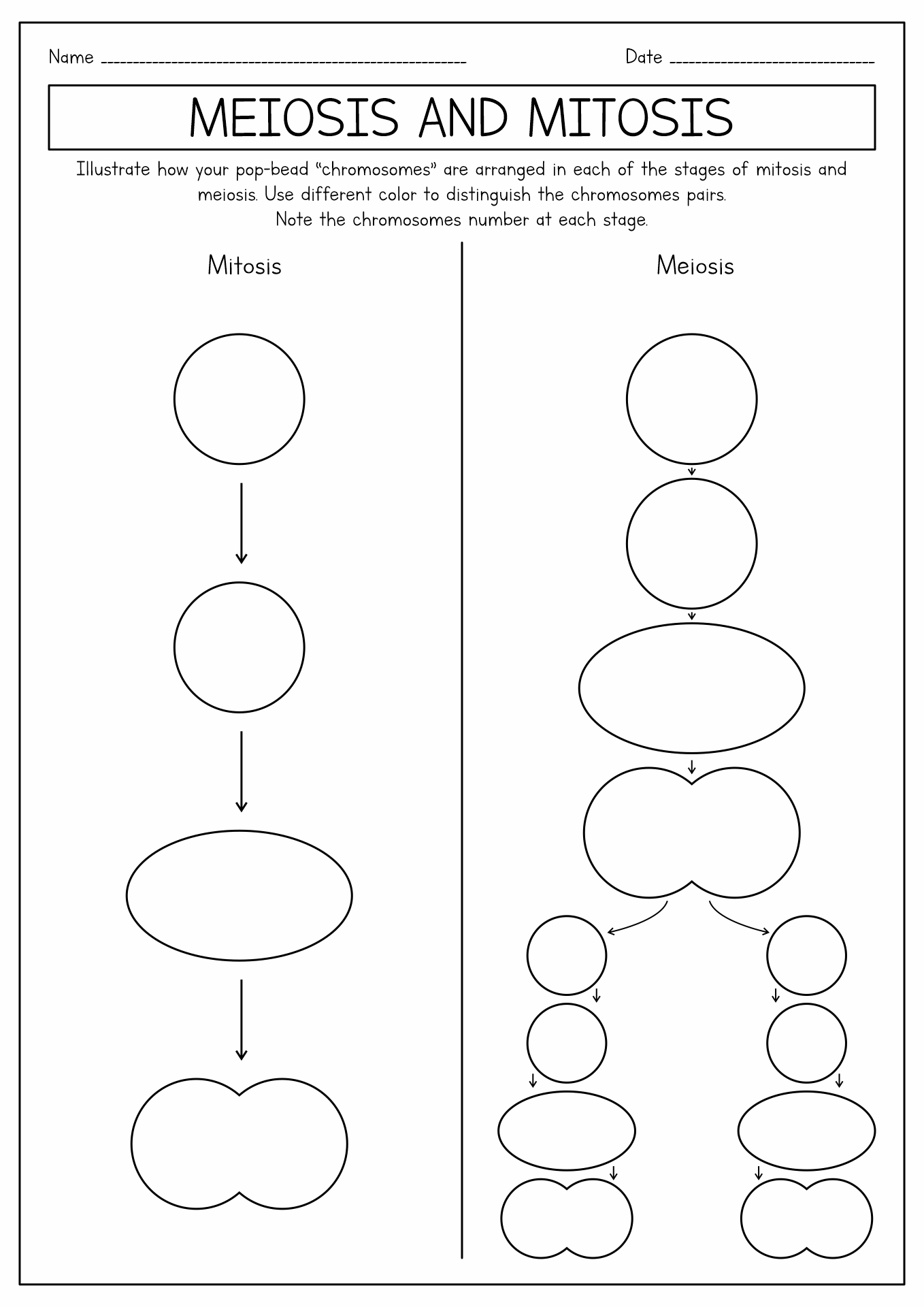16-best-images-of-meiosis-diagram-worksheet-meiosis-stages-worksheet