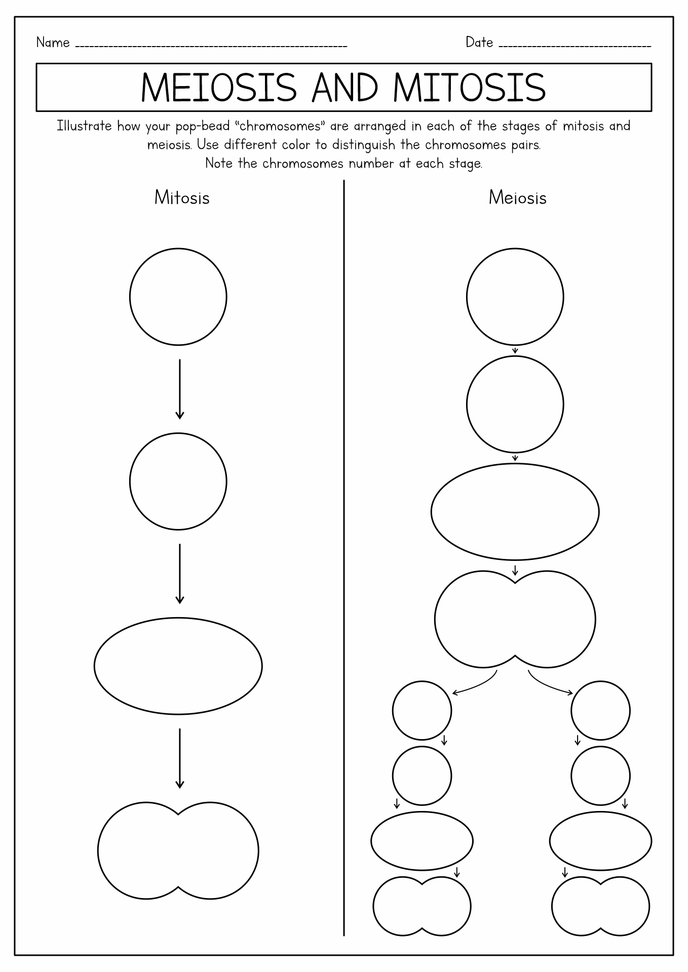 16 Best Images Of Meiosis Diagram Worksheet Meiosis Stages Worksheet