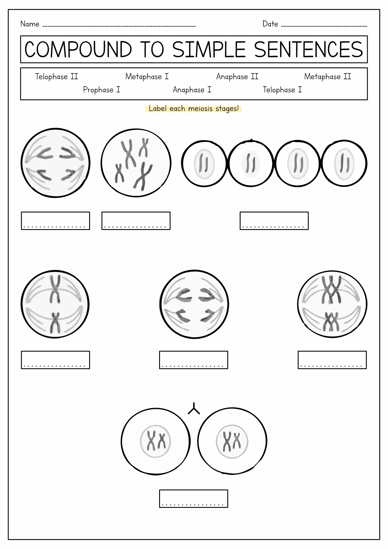 16 Best Images Of Meiosis Diagram Worksheet Meiosis Stages Worksheet 16-best-images-of-meiosis-diagram-worksheet-meiosis-stages-worksheet