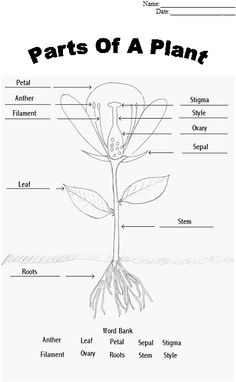 17 Best Images of Plant Worksheets For Fourth Grade - Free Printable