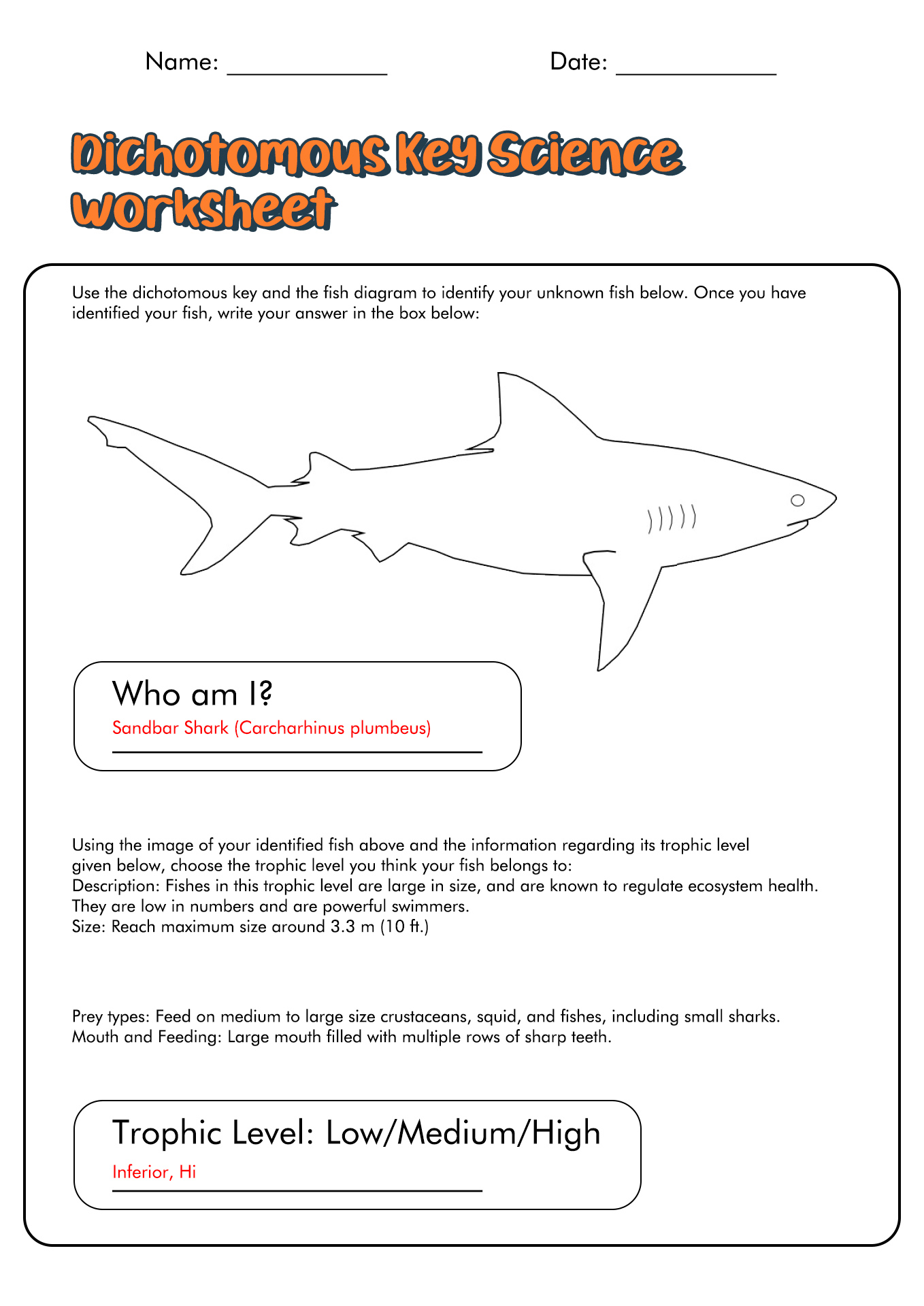 Dichotomous Key Worksheet Pdf