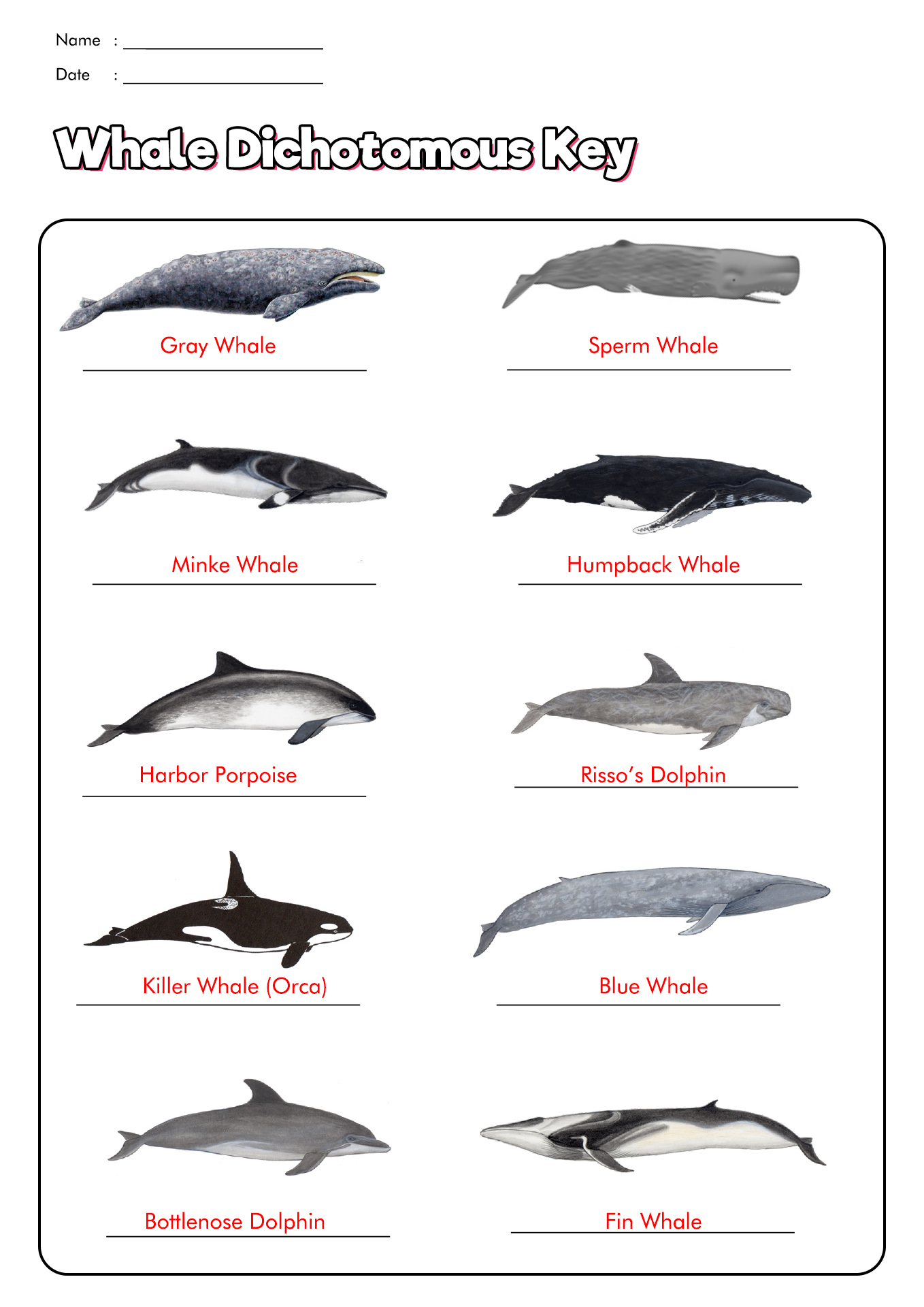 Dichotomous Key Worksheets