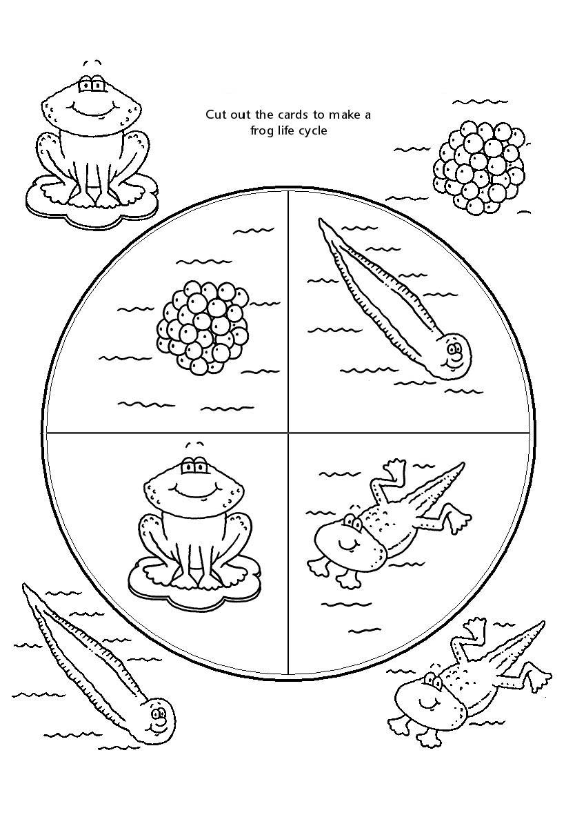 frog-life-cycle-worksheet