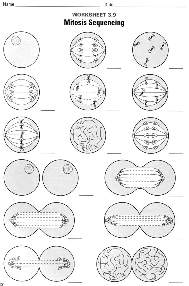 Cell Cycle And Mitosis Worksheet